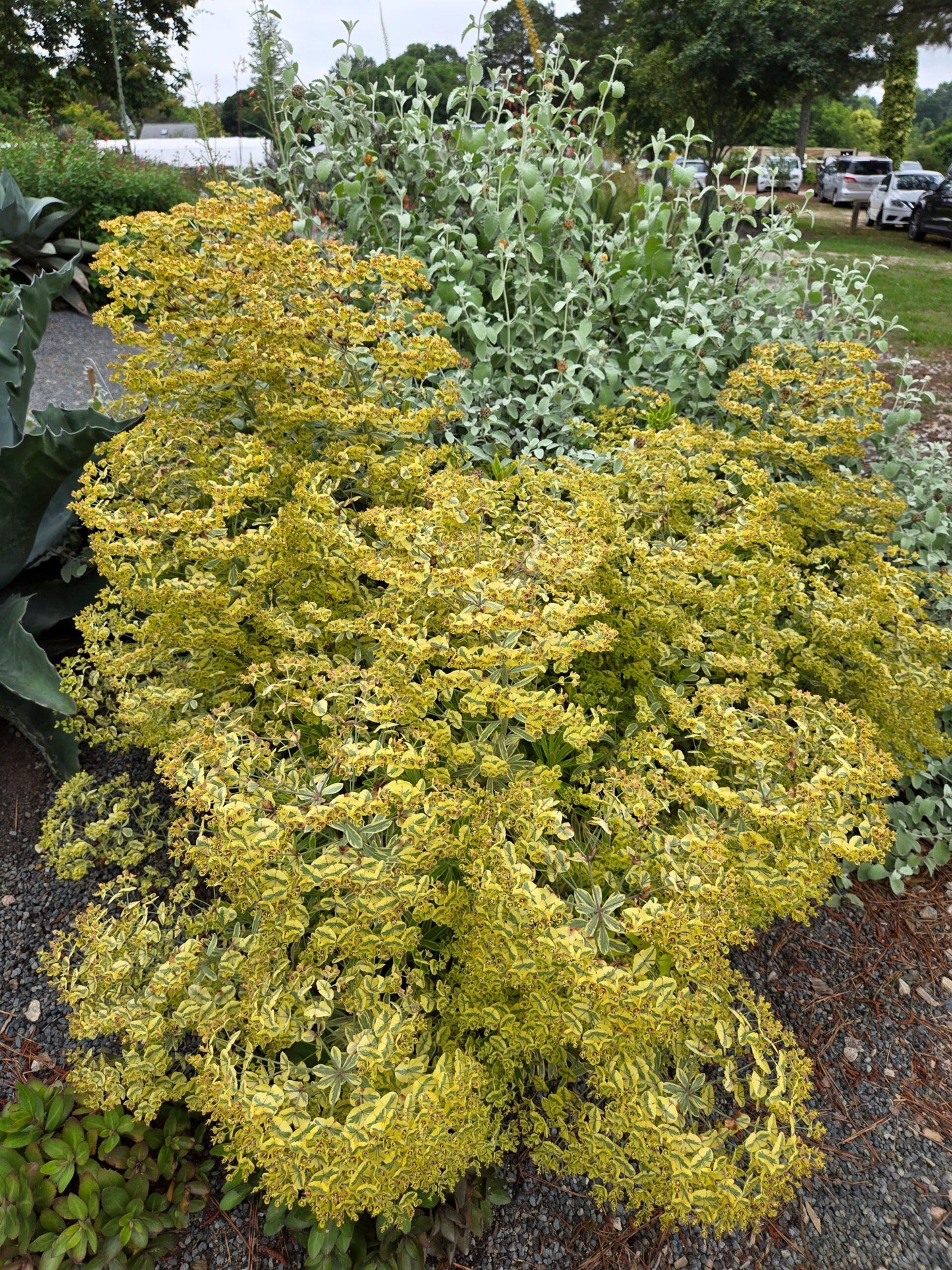 G2446 Euphorbia X Martinii 27ascot Rainbow 27 30 8fdf7e61 F5a5 4e86 9b99 C38769273c08 from www redcrocus com
