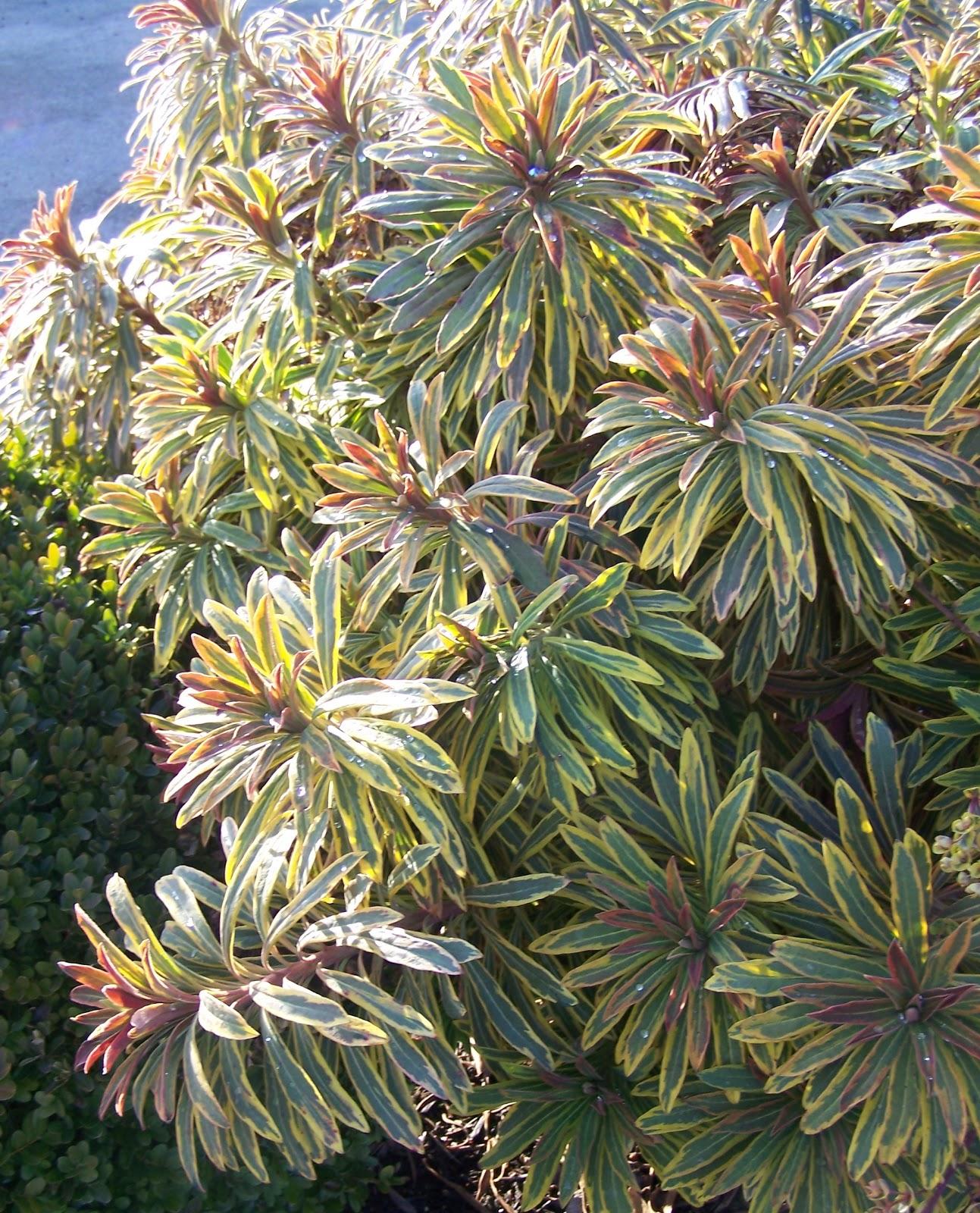 G2446 Euphorbia X Martinii 27ascot Rainbow 27 31 6ce880bf D33a 4763 Ba99 72a34912502f from www redcrocus com