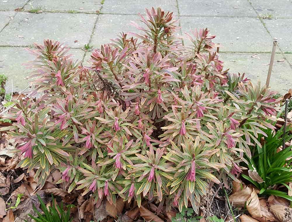 G2446 Euphorbia X Martinii 27ascot Rainbow 27 34 8406b10e 30f3 4707 92a8 2de8343963c1 from www redcrocus com