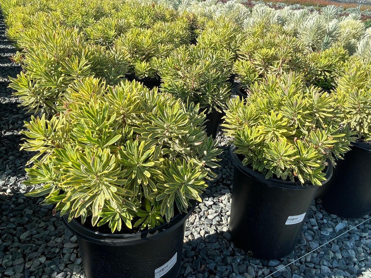 G2446 Euphorbia X Martinii 27ascot Rainbow 27 35 557e5556 Dcb7 453b 8b20 Ed578c74b99b from www redcrocus com