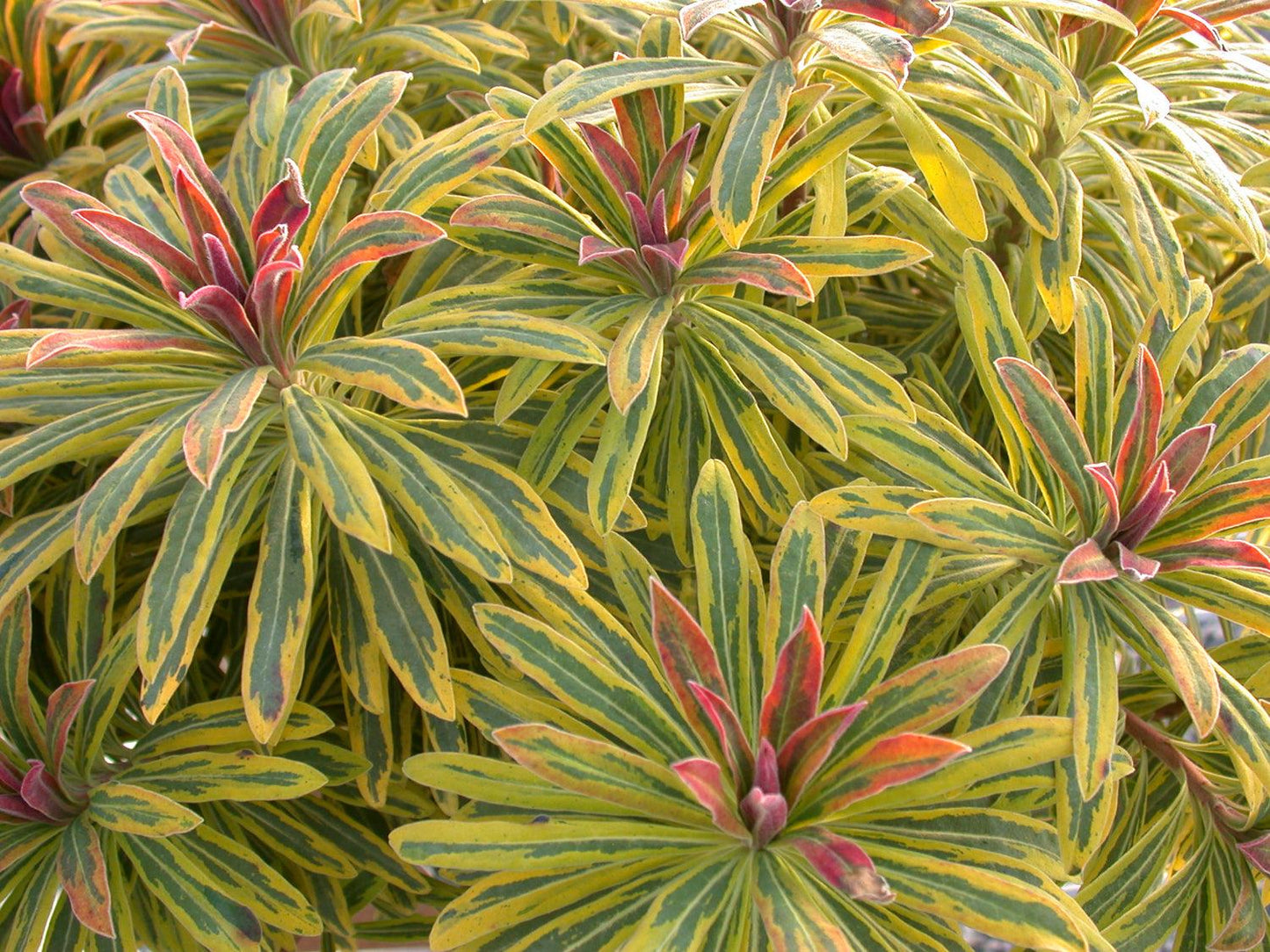 G2446 Euphorbia X Martinii 27ascot Rainbow 27 37 E5ae8f98 5173 4f81 975e 53558bee90bc from www redcrocus com
