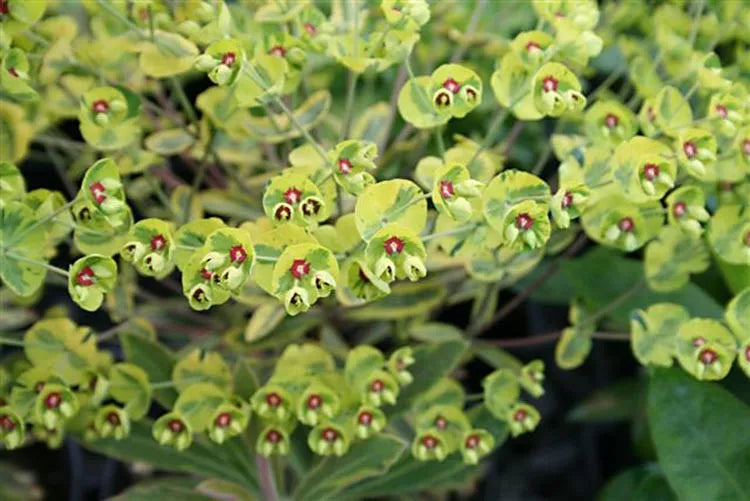 G2446 Euphorbia X Martinii 27ascot Rainbow 27 38 C3785337 5033 405f B514 463f24cde579 from www redcrocus com