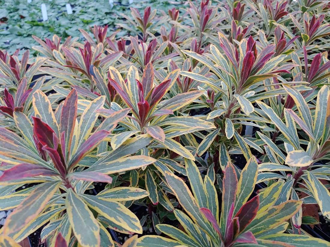 G2446 Euphorbia X Martinii 27ascot Rainbow 27 38 4c75848c 53df 4e67 8cab 6800ebd8572d from www redcrocus com