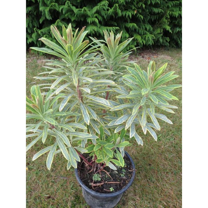 G2446 Euphorbia X Martinii 27ascot Rainbow 27 39 5547ff2c 8a46 4e91 B36e 36237561709b from www redcrocus com