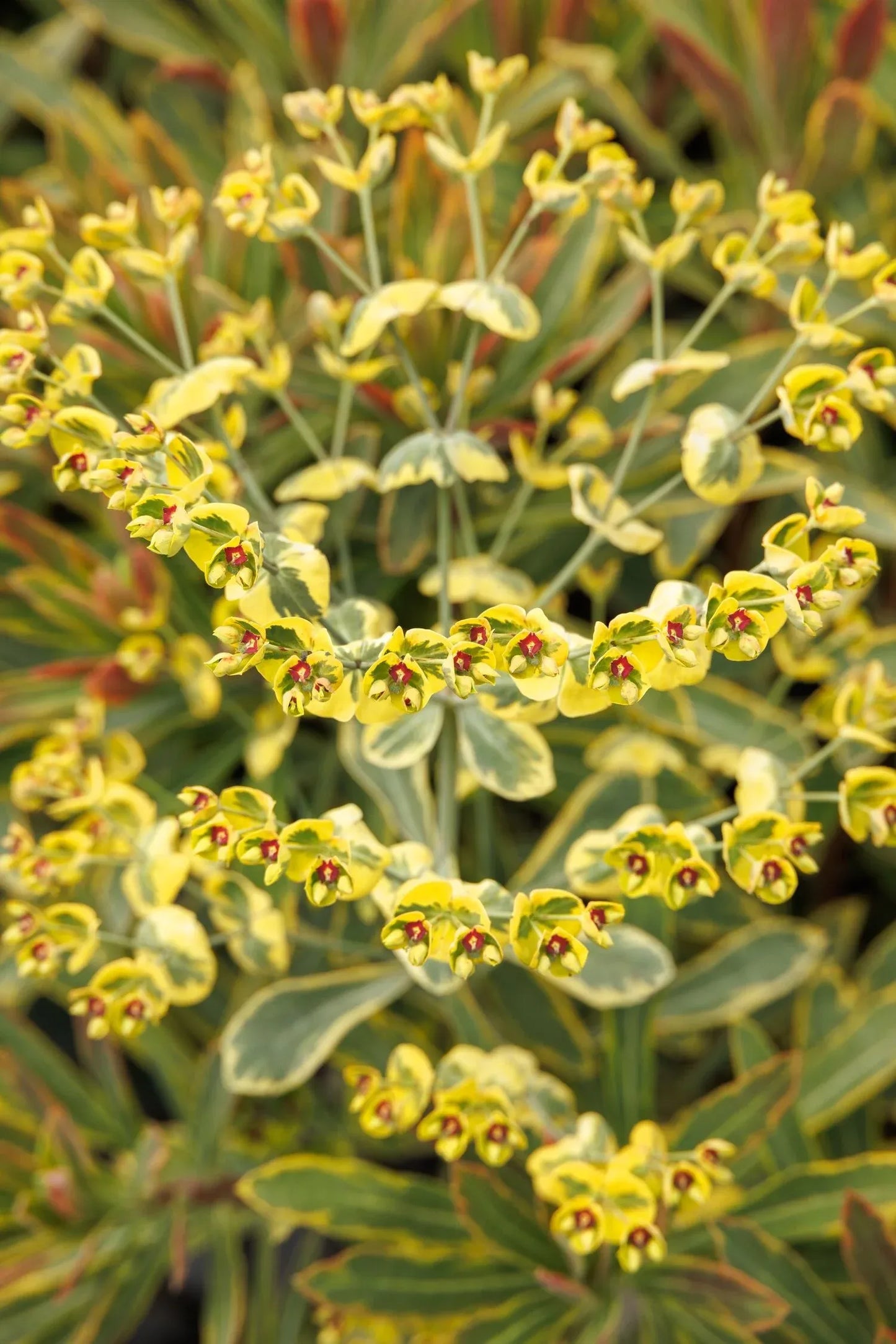 G2446 Euphorbia X Martinii 27ascot Rainbow 27 4 94ee0793 E9f9 42c7 Beb4 15470c188a16 from www redcrocus com