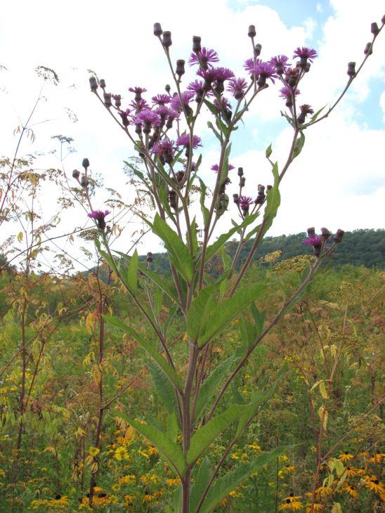 G2452 Vernonia Noveboracensis 10 Dce6fc79 830b 4d1f B75b Ae2f12cab396 from www redcrocus com