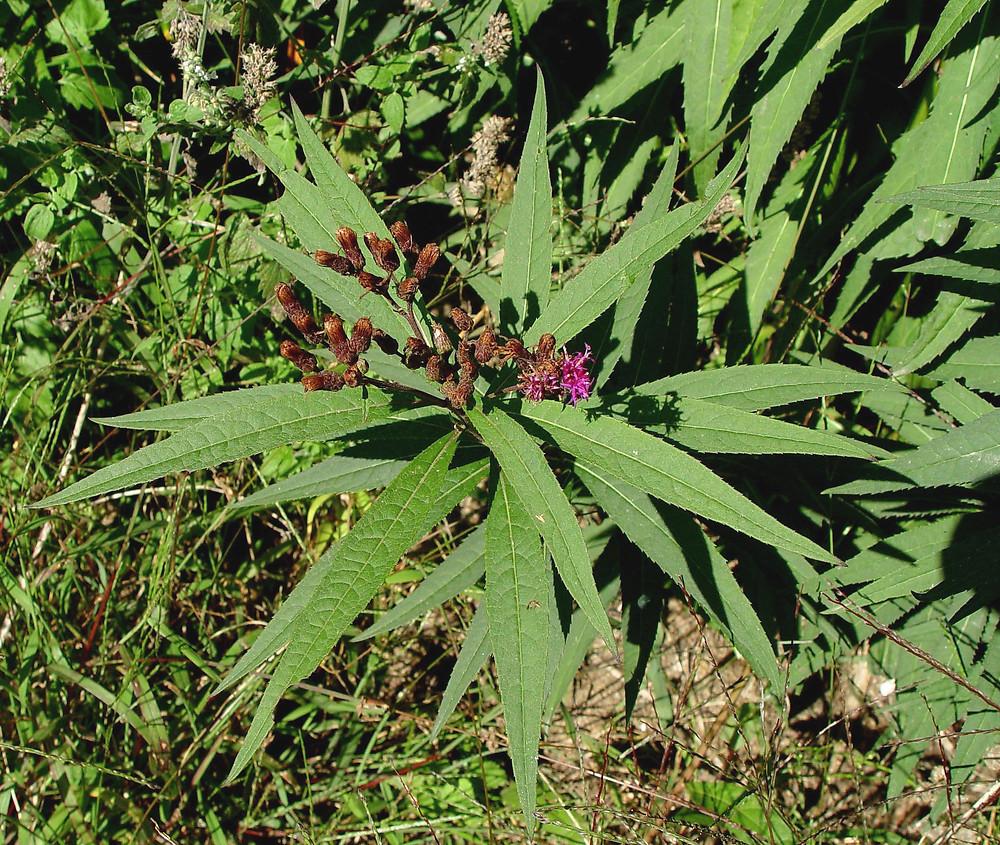 G2452 Vernonia Noveboracensis 11 6ebcab77 E3f5 46ec 94f9 2f1540621bcf from www redcrocus com