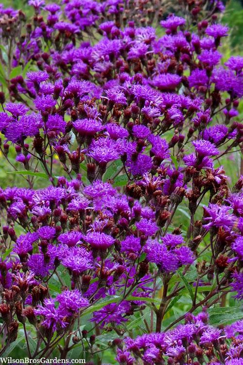 G2452 Vernonia Noveboracensis 12 68445eb9 E1ce 46f2 Bc3b F569a8fba1cd from www redcrocus com