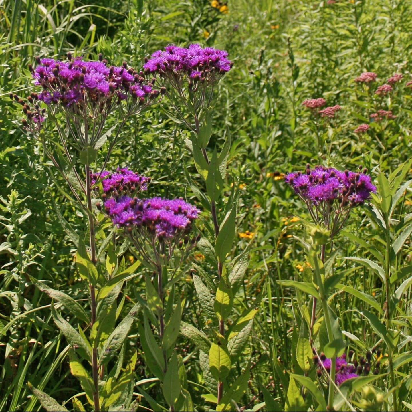 G2452 Vernonia Noveboracensis 13 6fa76e67 4706 4331 A47d D88038511735 from www redcrocus com