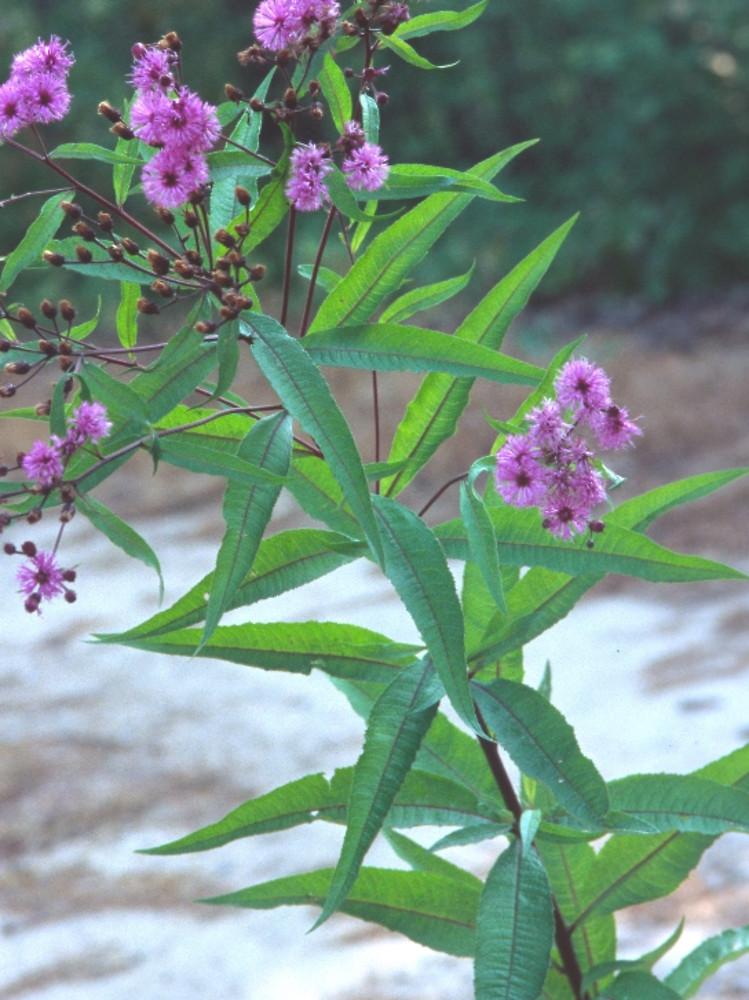 G2452 Vernonia Noveboracensis - View 14 from www redcrocus com