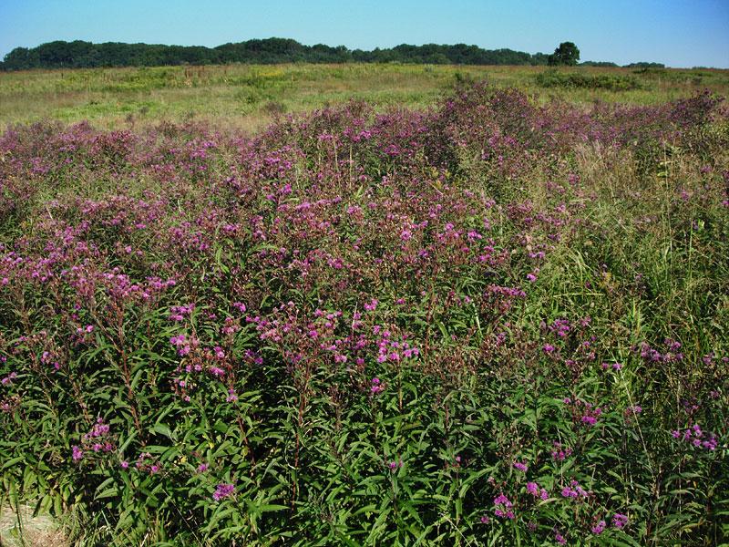 G2452 Vernonia Noveboracensis 15 Fc93bda1 0831 47d6 9008 D5aa4c8b23cc from www redcrocus com