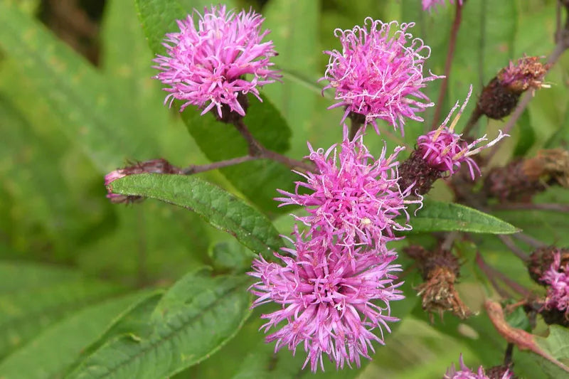 G2452 Vernonia Noveboracensis 16 6d164bc5 3eeb 4d6e 8ebc Fb3a62155d80 from www redcrocus com