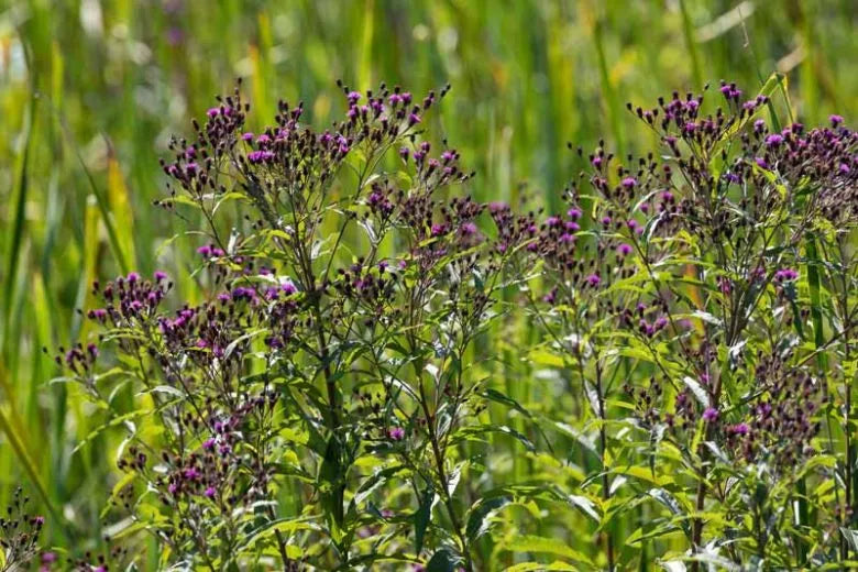 G2452 Vernonia Noveboracensis 17 B65216e7 07ff 48f4 89b5 7ee29eaa58d5 from www redcrocus com