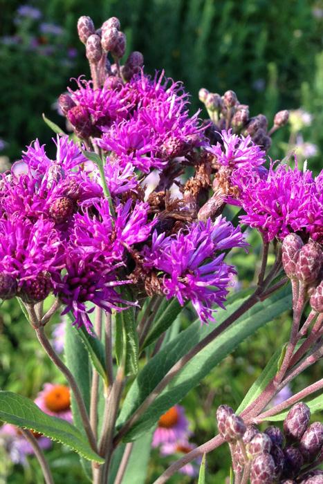 G2452 Vernonia Noveboracensis 17 30c407c6 7a5f 49d8 9067 E96e61dc7535 from www redcrocus com