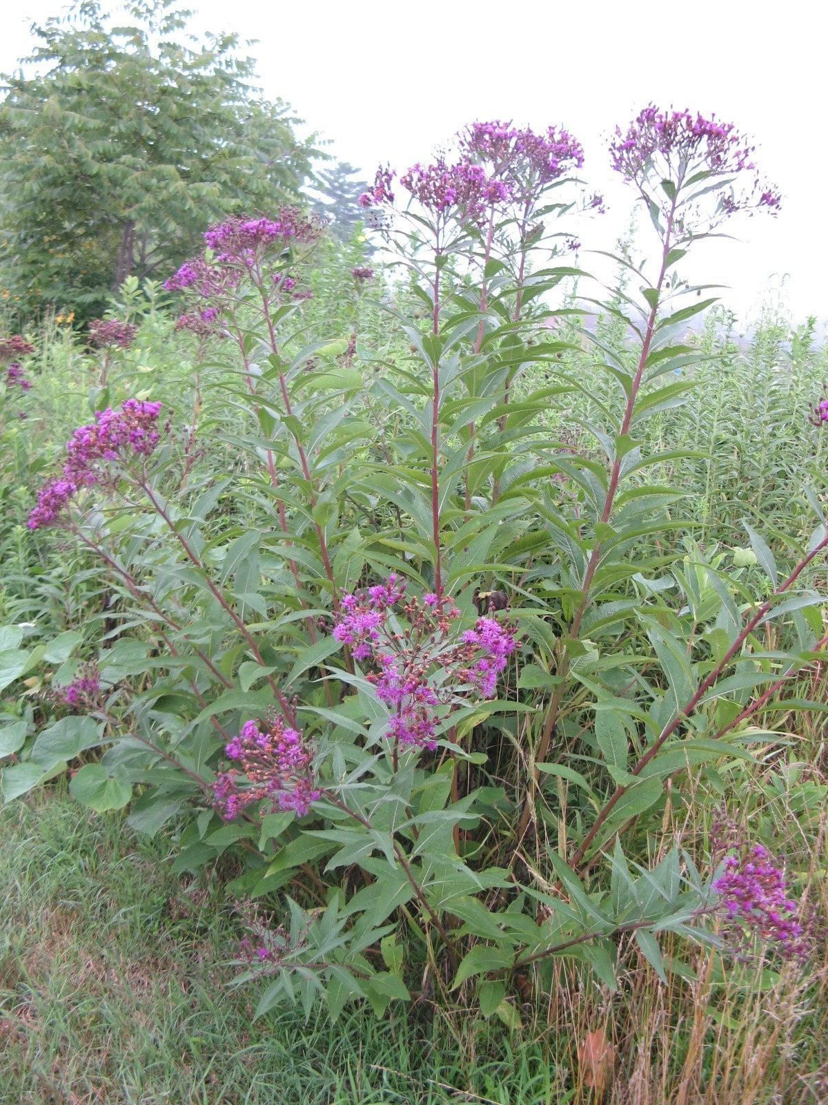 G2452 Vernonia Noveboracensis 19 9faf6d05 59ae 4c08 8fe9 Ee12c5a9919f from www redcrocus com