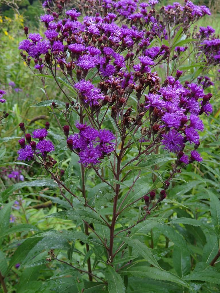 G2452 Vernonia Noveboracensis 1 Df59ad86 0575 409e B8ac 37bc4854c319 from www redcrocus com