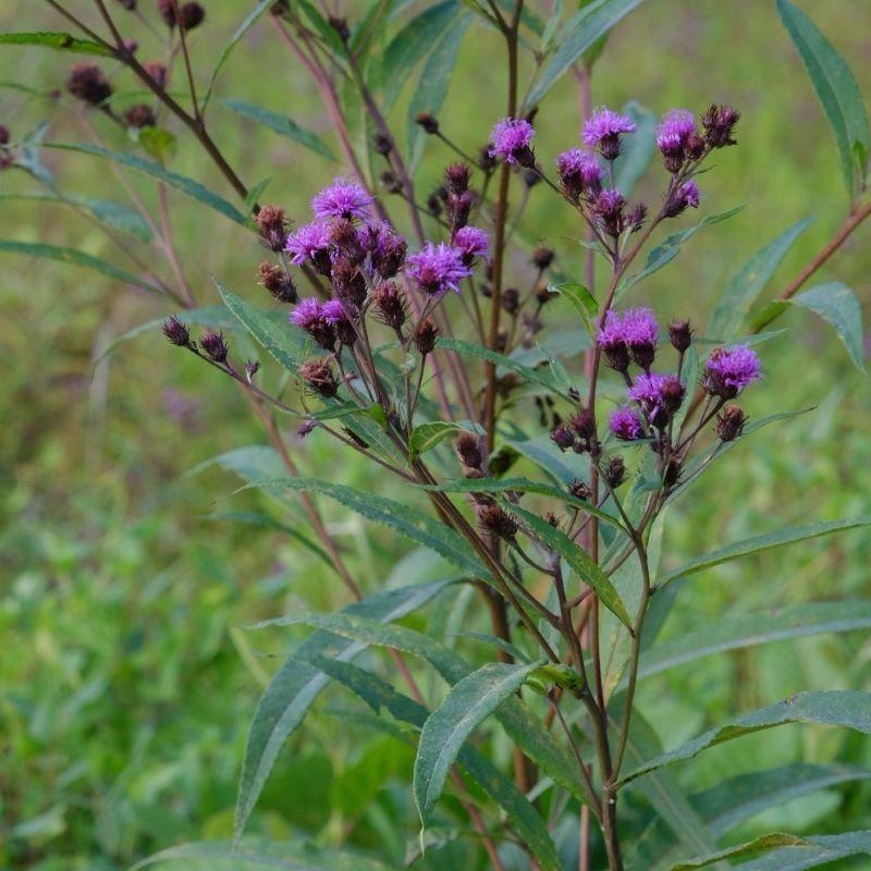 G2452 Vernonia Noveboracensis 20 Eb5e889d 1145 43bd A81c Ac90e78c5623 from www redcrocus com