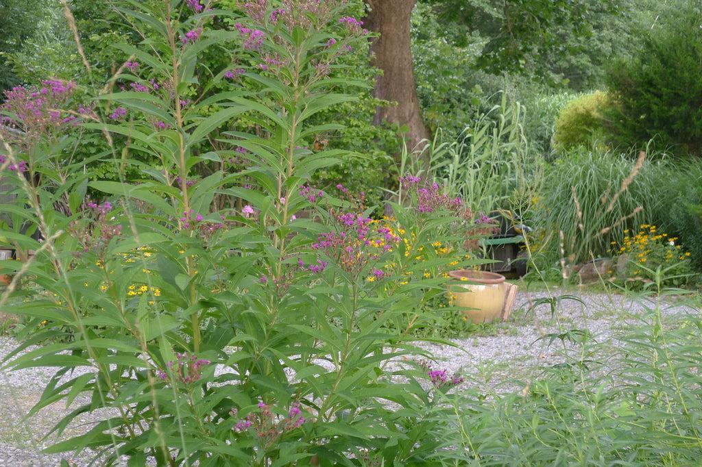 G2452 Vernonia Noveboracensis 21 287161eb 6aea 489f A1e9 92cdcb23bf67 from www redcrocus com