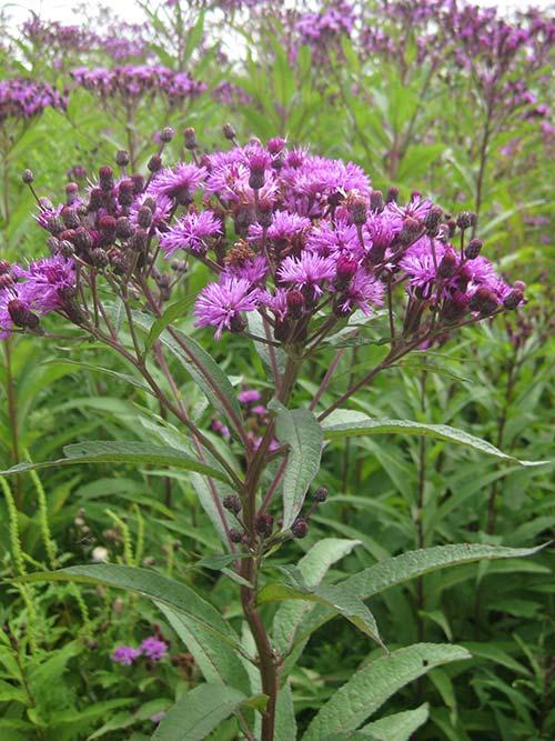 G2452 Vernonia Noveboracensis 24 7c71ca8e 4d43 48f5 Bfd2 84fdf53ea771 from www redcrocus com
