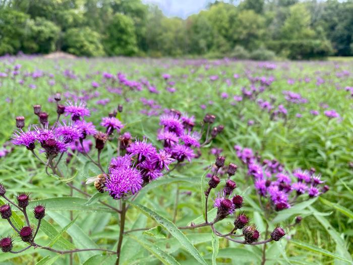 G2452 Vernonia Noveboracensis 25 771ae496 F746 4fa1 90fd D6f0ab76fe70 from www redcrocus com