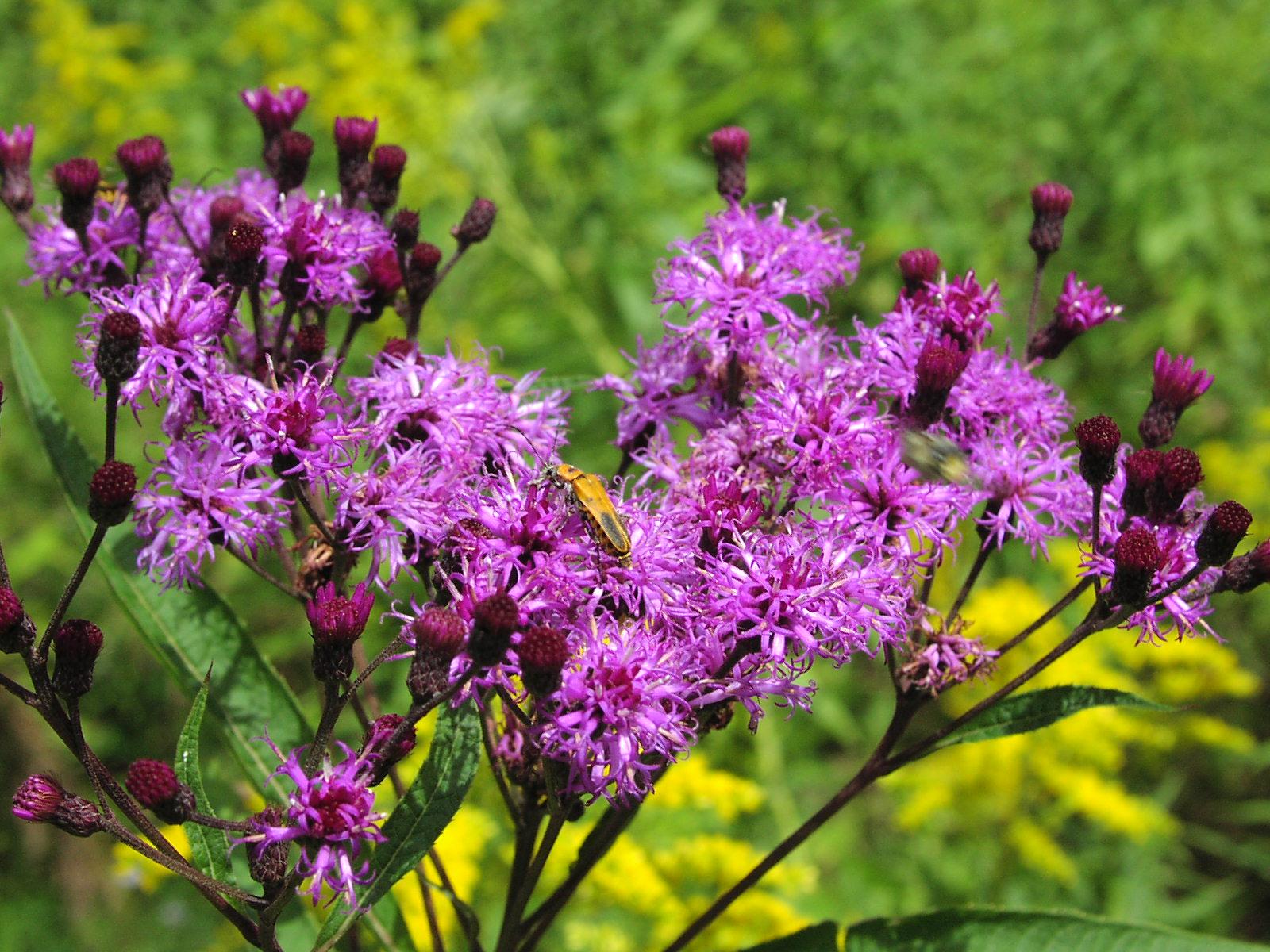 G2452 Vernonia Noveboracensis 26 5635f5bd Bf17 416f 971d 8a8b7d270ea5 from www redcrocus com