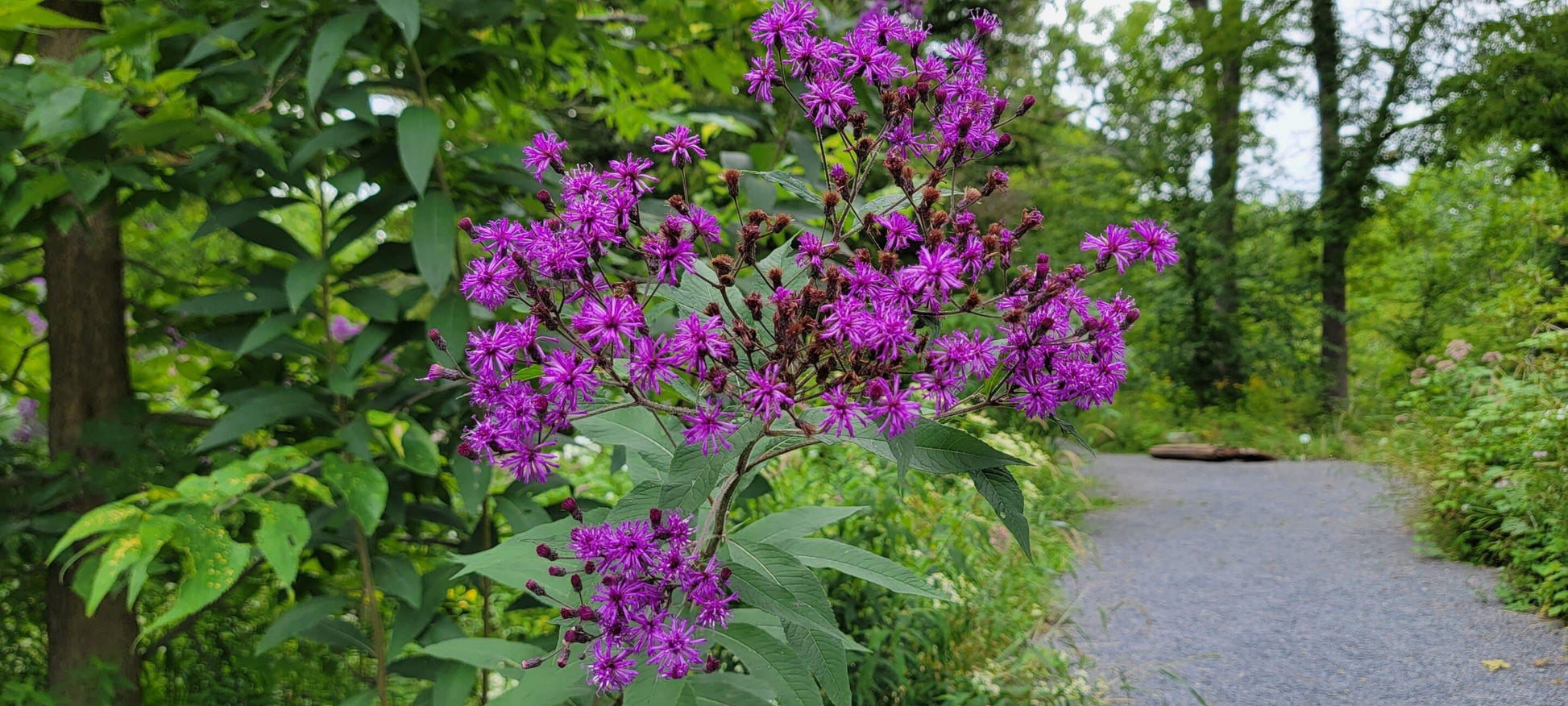 G2452 Vernonia Noveboracensis 27 50fdb3e0 49ba 4210 98db F54fddebc61b from www redcrocus com
