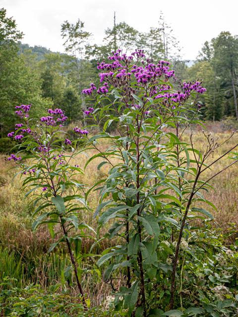 G2452 Vernonia Noveboracensis 28 054dc80f E404 492e B4ad F0cff3601828 from www redcrocus com
