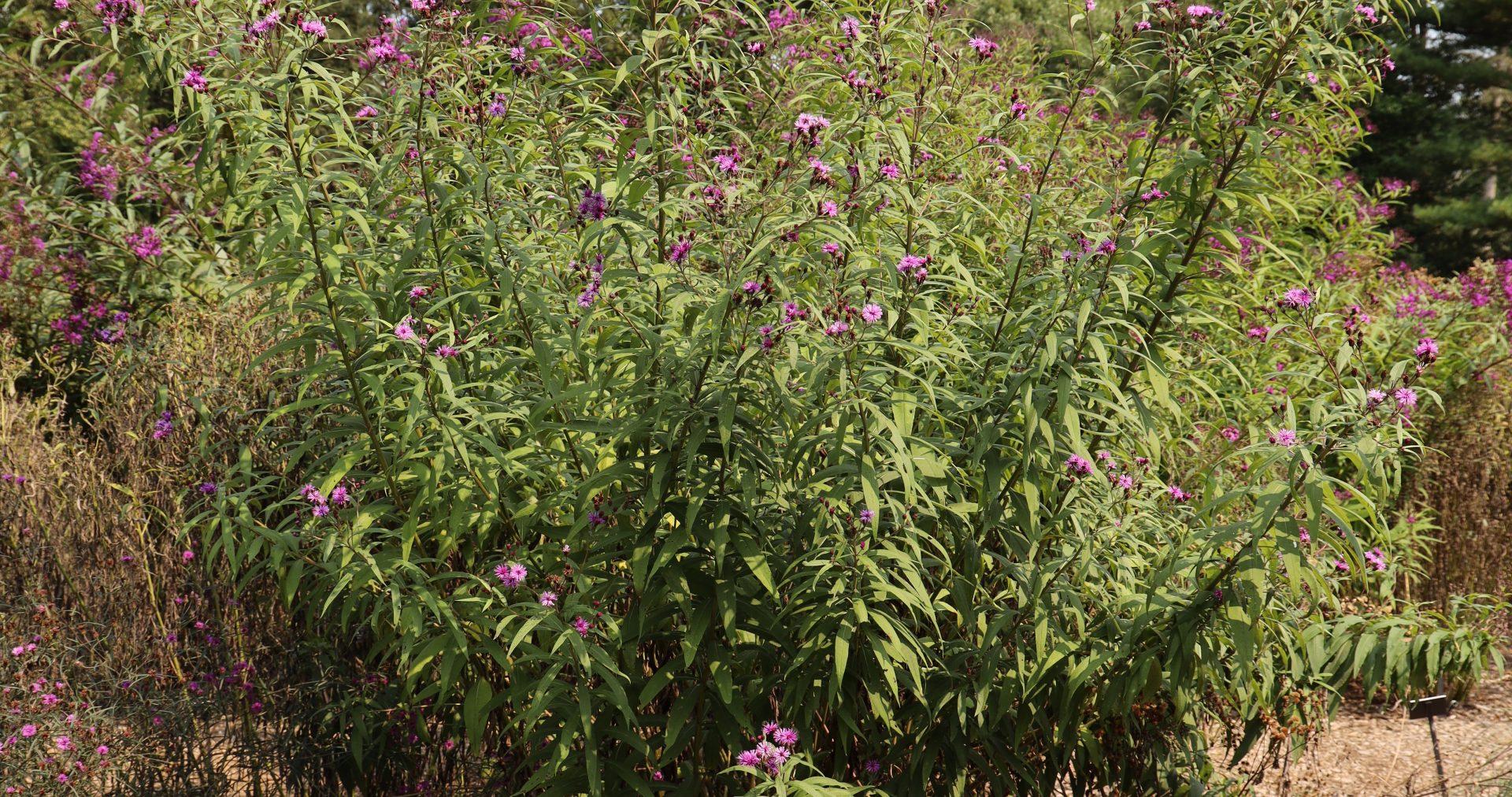 G2452 Vernonia Noveboracensis 30 0f4204dc Be1c 44f4 B22d 4175bf55e648 from www redcrocus com