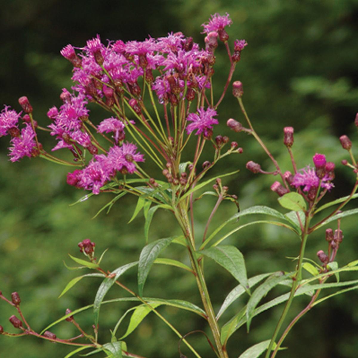 G2452 Vernonia Noveboracensis 33 990c90f3 57b0 456f B079 Fe3442def5cb from www redcrocus com