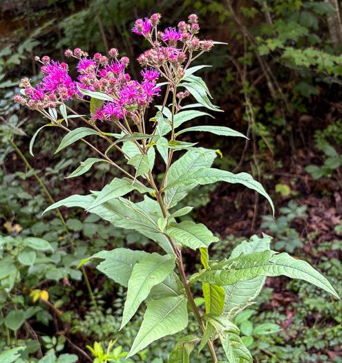 G2452 Vernonia Noveboracensis 34 Dfe6c9e2 A463 4c6e 8f08 05f58a38981c from www redcrocus com