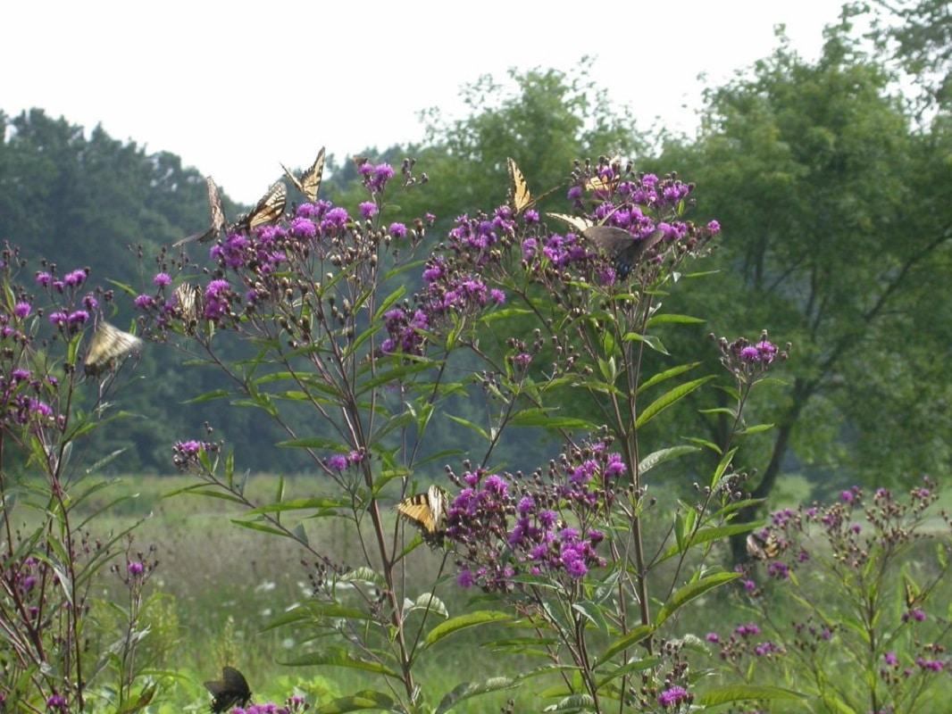 G2452 Vernonia Noveboracensis 4 6dc82724 5d03 4b38 82a1 4f664b7244fc from www redcrocus com