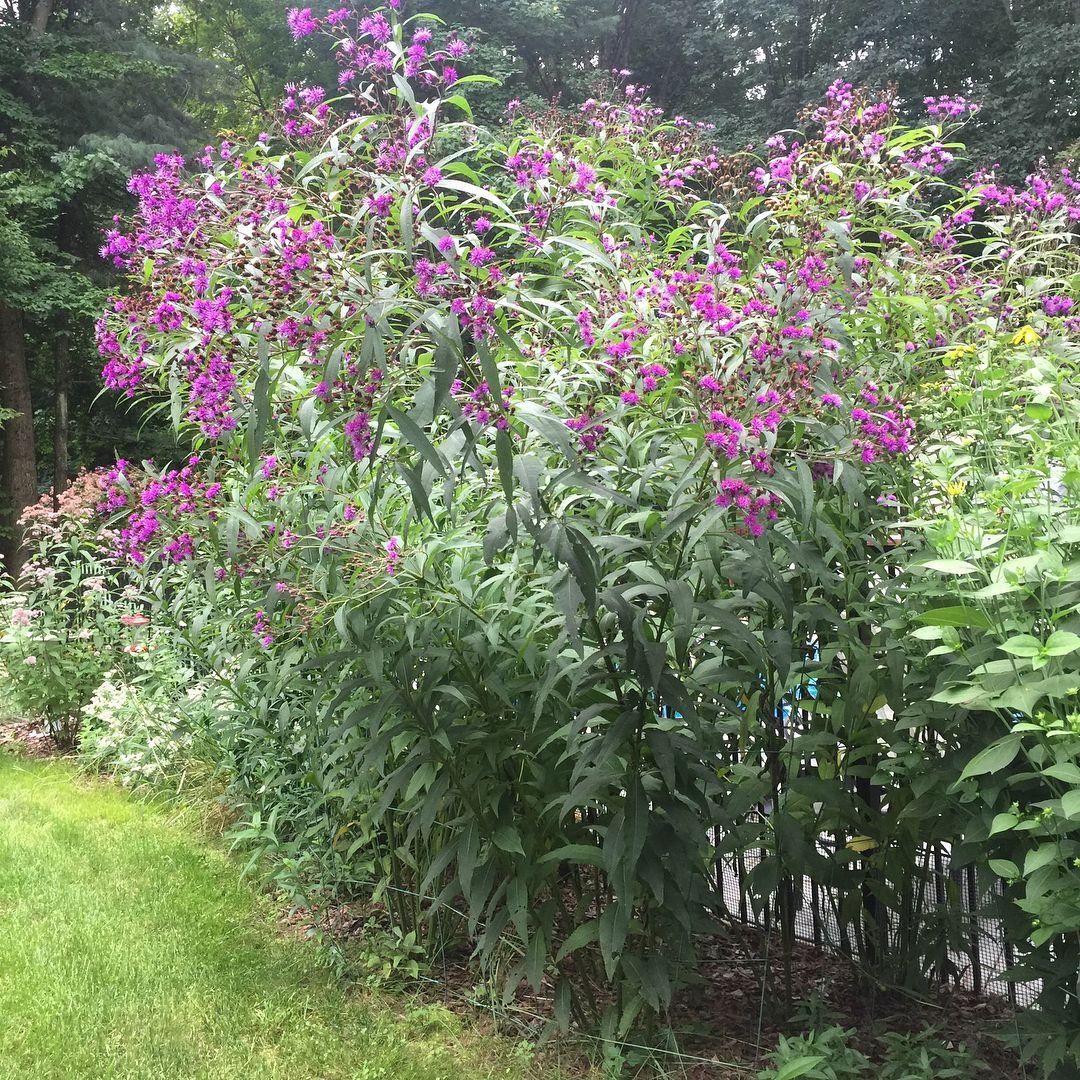 G2452 Vernonia Noveboracensis 5 45f7f7bb 0c52 49d3 855f 5b6ac1c463cb from www redcrocus com