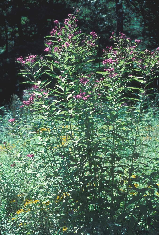 G2452 Vernonia Noveboracensis 6 9af628f0 31ee 400e B0ff 82a15038c471 from www redcrocus com