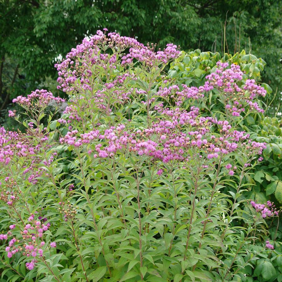 G2452 Vernonia Noveboracensis 7 238fc1fe 1664 49c4 A540 B004a2beb013 from www redcrocus com