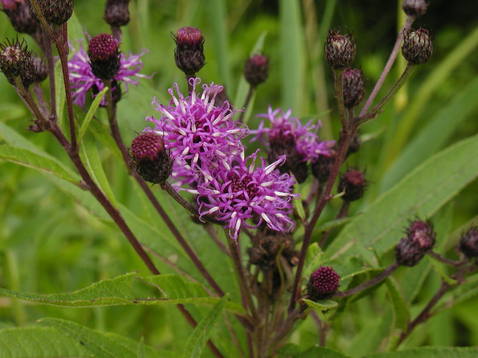 G2452 Vernonia Noveboracensis 8 31083b5f D6fb 478f 9b34 D8eb5b4ead04 from www redcrocus com