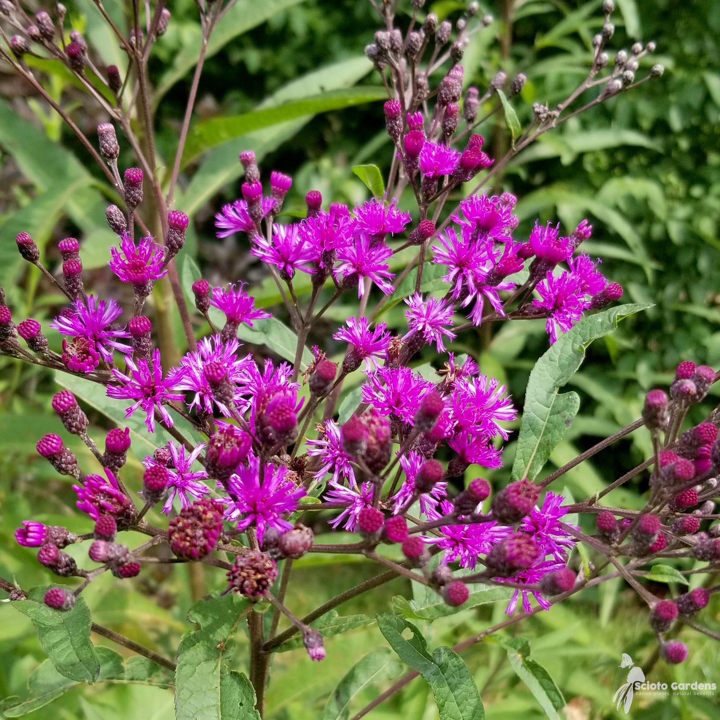G2452 Vernonia Noveboracensis 9 Eb90fc99 5e11 4e2f A054 650c92eda36b from www redcrocus com