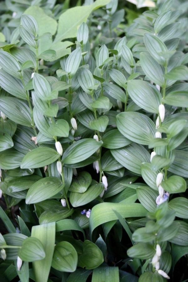 G2465 Polygonatum Humile 10 691c85ec Ec76 4e12 A3e1 5c83cf8e9b78 from www redcrocus com