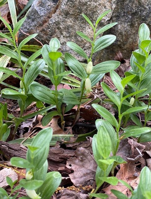 G2465 Polygonatum Humile - View 11 from www redcrocus com