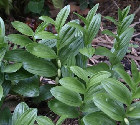 G2465 Polygonatum Humile 13 9204e5c7 189e 4f2b A9d5 32101091edf4 from www redcrocus com