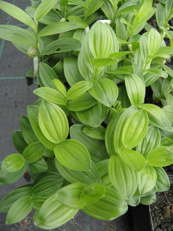 G2465 Polygonatum Humile - View 14 from www redcrocus com