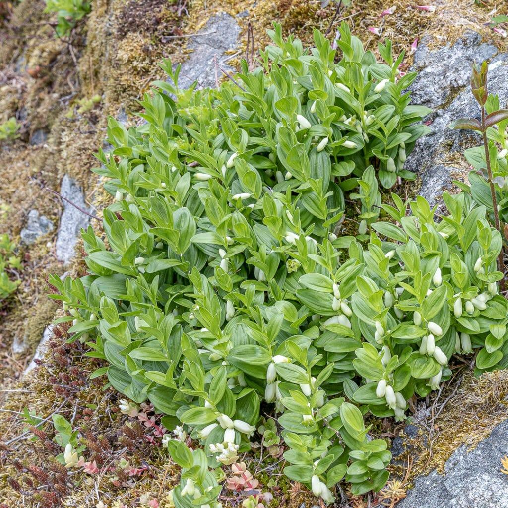 G2465 Polygonatum Humile 15 4cf443a9 72ed 41ff 9cef 0f6785c90485 from www redcrocus com