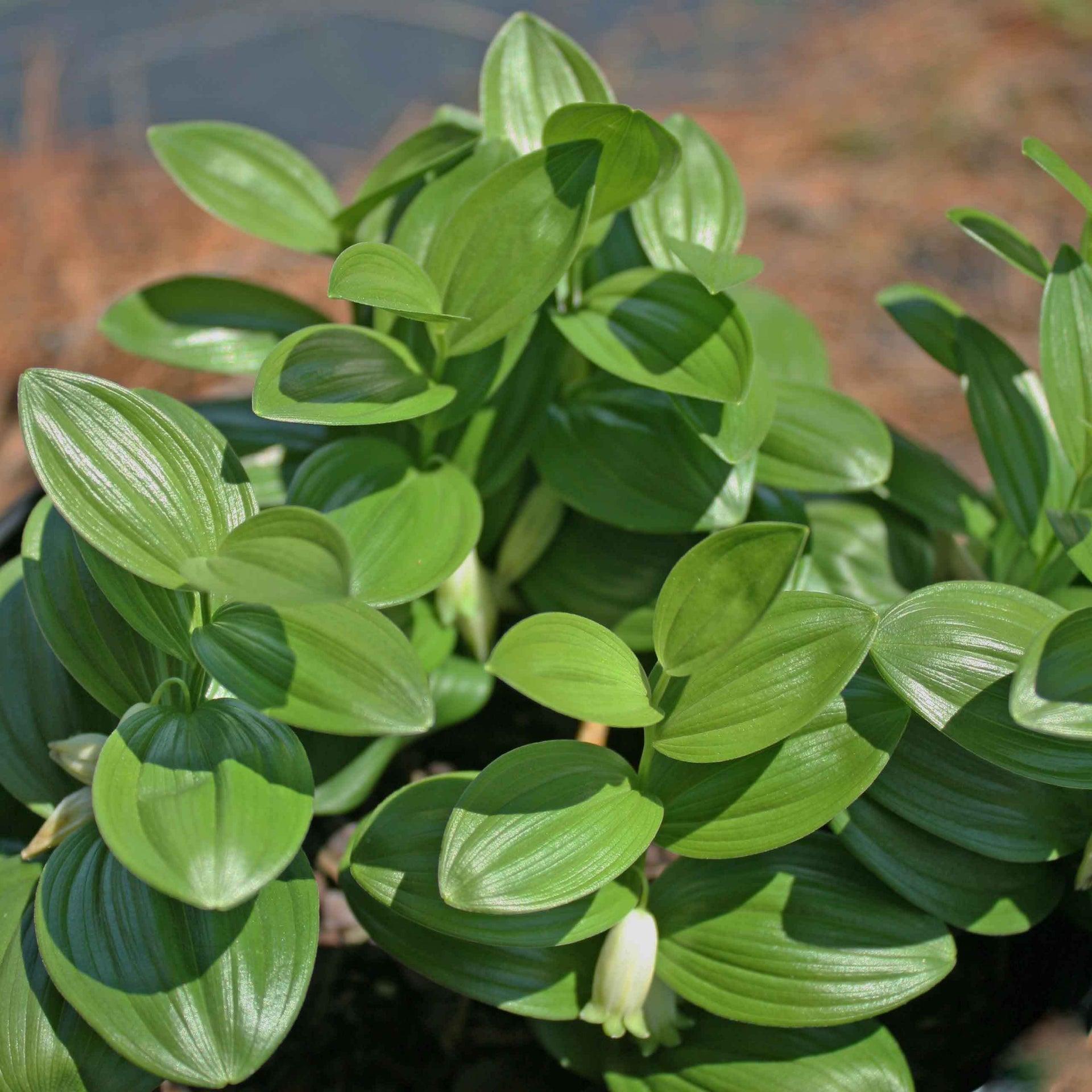 G2465 Polygonatum Humile 18 8e631c34 9197 4fff A473 F93bc2b8fe4c from www redcrocus com