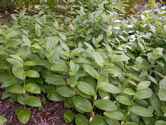 G2465 Polygonatum Humile - View 1 from www redcrocus com