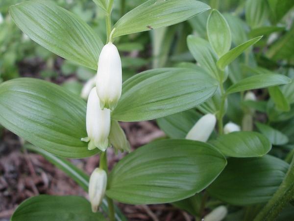 G2465 Polygonatum Humile - View 2 from www redcrocus com