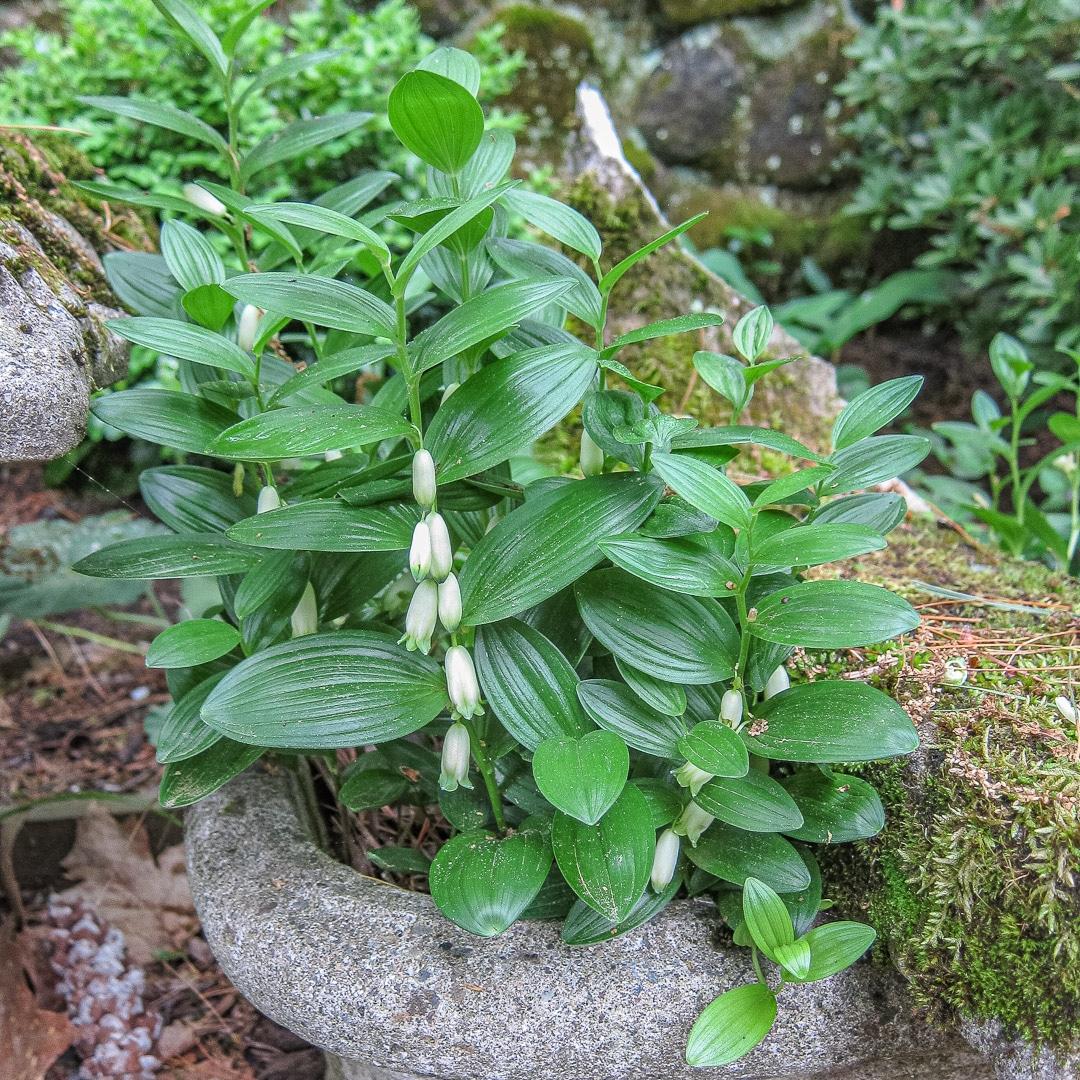 G2465 Polygonatum Humile 3 0151ab68 88b9 487e Aa85 095181251c8e from www redcrocus com