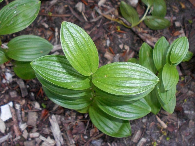 G2465 Polygonatum Humile 4 65c04ad8 2b62 458c B939 Da7f8b79317f from www redcrocus com