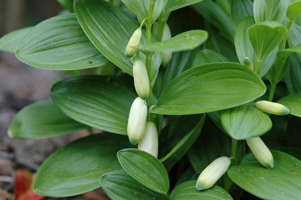 G2465 Polygonatum Humile 6 71f6f166 59b3 4995 A24f Efc01bb16578 from www redcrocus com