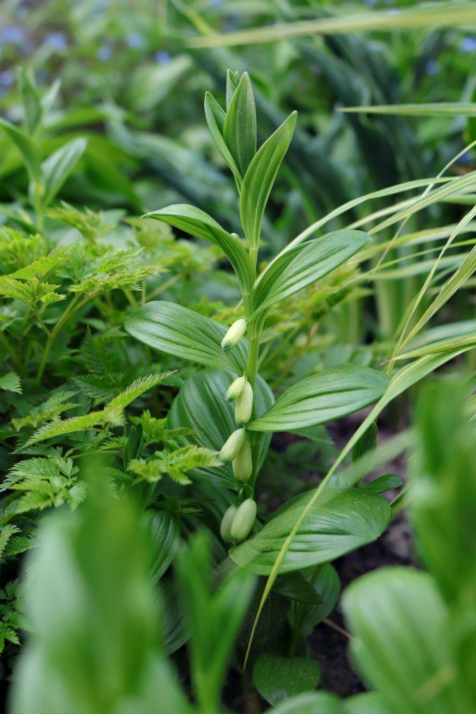 G2465 Polygonatum Humile 7 30808011 430a 4540 9663 2decd73d5cd2 from www redcrocus com