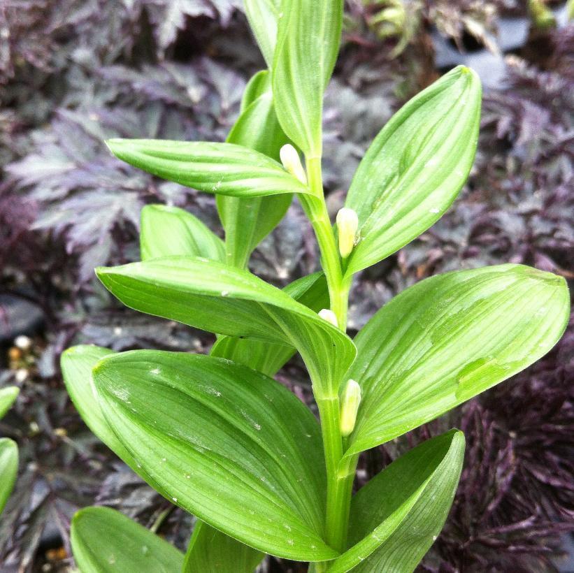 G2465 Polygonatum Humile - View 8 from www redcrocus com
