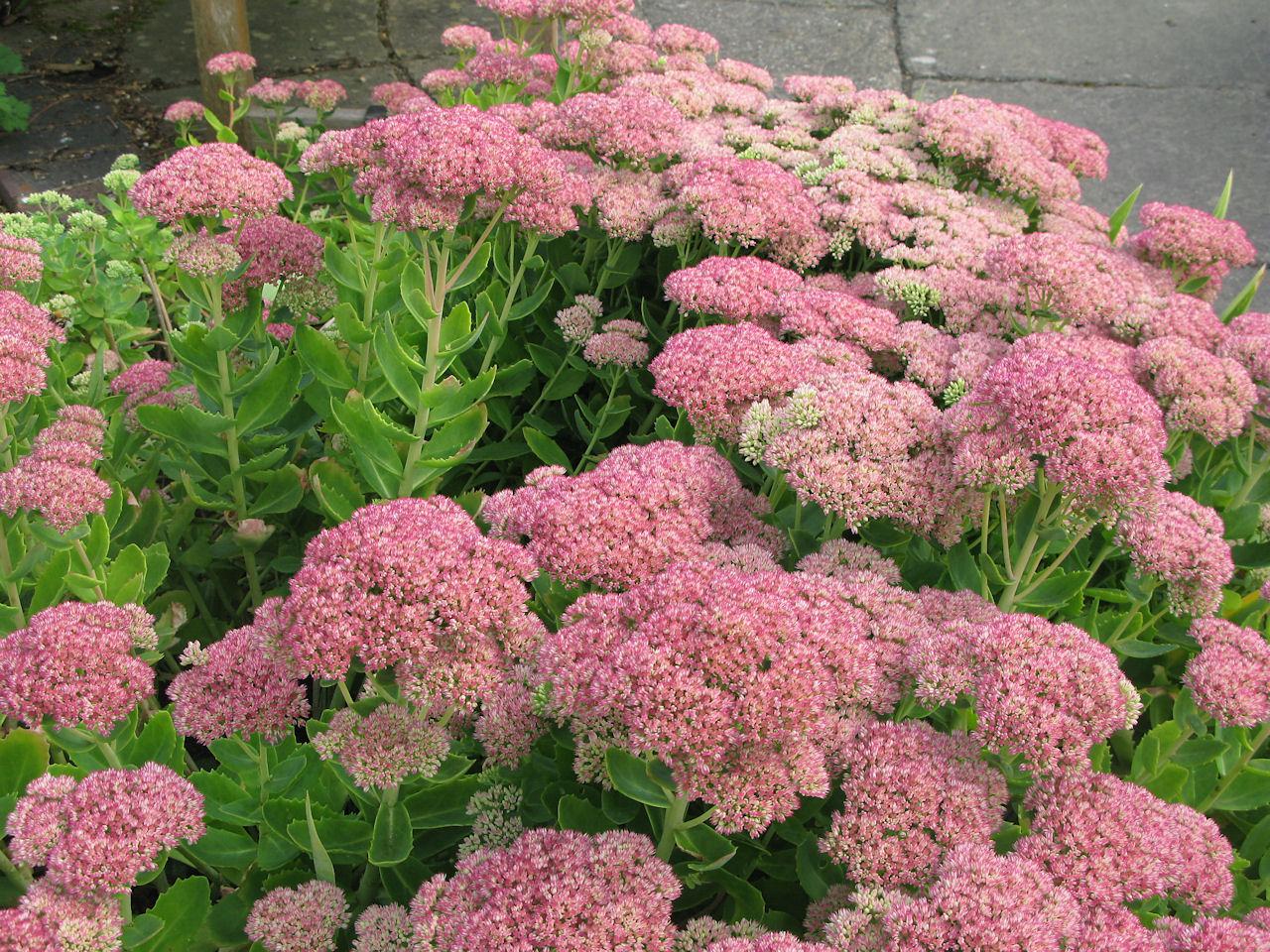 G2466 Sedum Spectabile Autumn Joy - View 3 from www redcrocus com